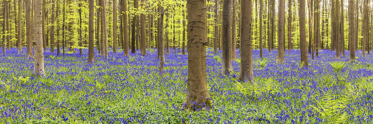 #170294-1 - Bluebell Flowers (Hyacinthoides non-scripta) Carpet Hardwood Beech Forest,  Hallerbos Forest, Belgium