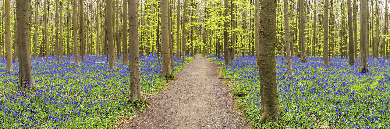 #170295-1 - Bluebell Flowers (Hyacinthoides non-scripta) Carpet Hardwood Beech Forest,  Hallerbos Forest, Belgium