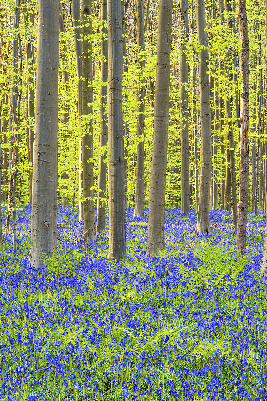 #170297-1 - Bluebell Flowers (Hyacinthoides non-scripta) Carpet Hardwood Beech Forest,  Hallerbos Forest, Belgium