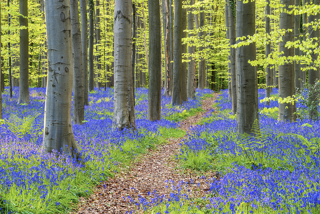 #170298-1 - Bluebell Flowers (Hyacinthoides non-scripta) Carpet Hardwood Beech Forest,  Hallerbos Forest, Belgium