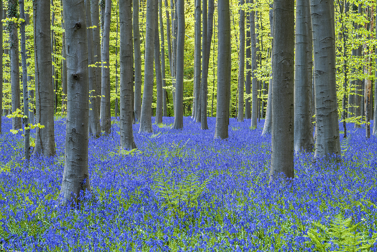 #170299-1 - Bluebell Flowers (Hyacinthoides non-scripta) Carpet Hardwood Beech Forest,  Hallerbos Forest, Belgium