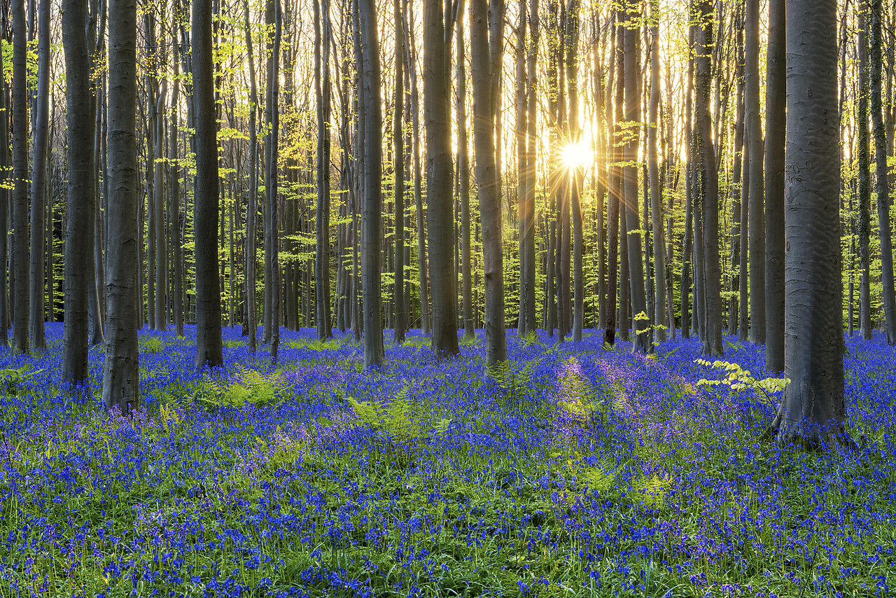 #170300-1 - Bluebell Flowers (Hyacinthoides non-scripta) Carpet Hardwood Beech Forest,  Hallerbos Forest, Belgium