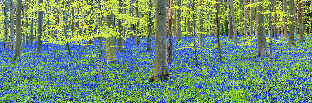 #170301-1 - Bluebell Flowers (Hyacinthoides non-scripta) Carpet Hardwood Beech Forest,  Hallerbos Forest, Belgium