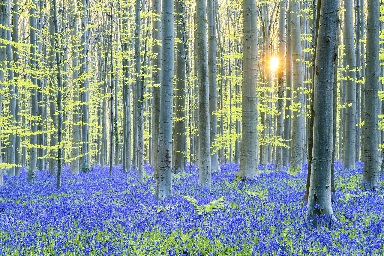 #170302-1 - Bluebell Flowers (Hyacinthoides non-scripta) Carpet Hardwood Beech Forest,  Hallerbos Forest, Belgium