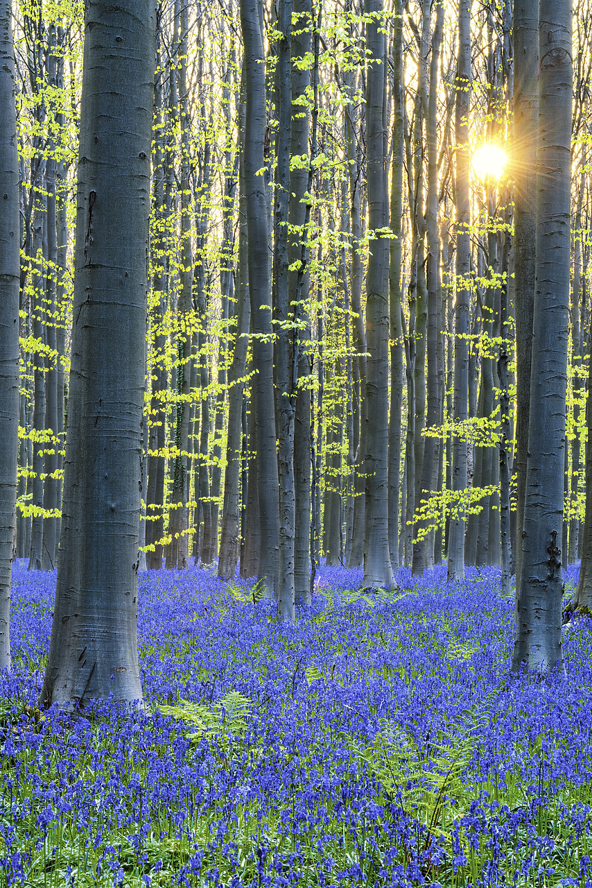 #170302-2 - Bluebell Flowers (Hyacinthoides non-scripta) Carpet Hardwood Beech Forest,  Hallerbos Forest, Belgium