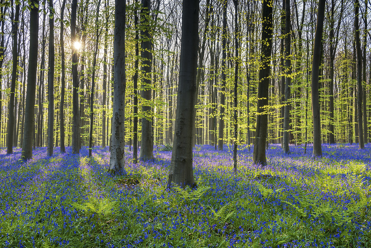 #170303-1 - Bluebell Flowers (Hyacinthoides non-scripta) Carpet Hardwood Beech Forest,  Hallerbos Forest, Belgium