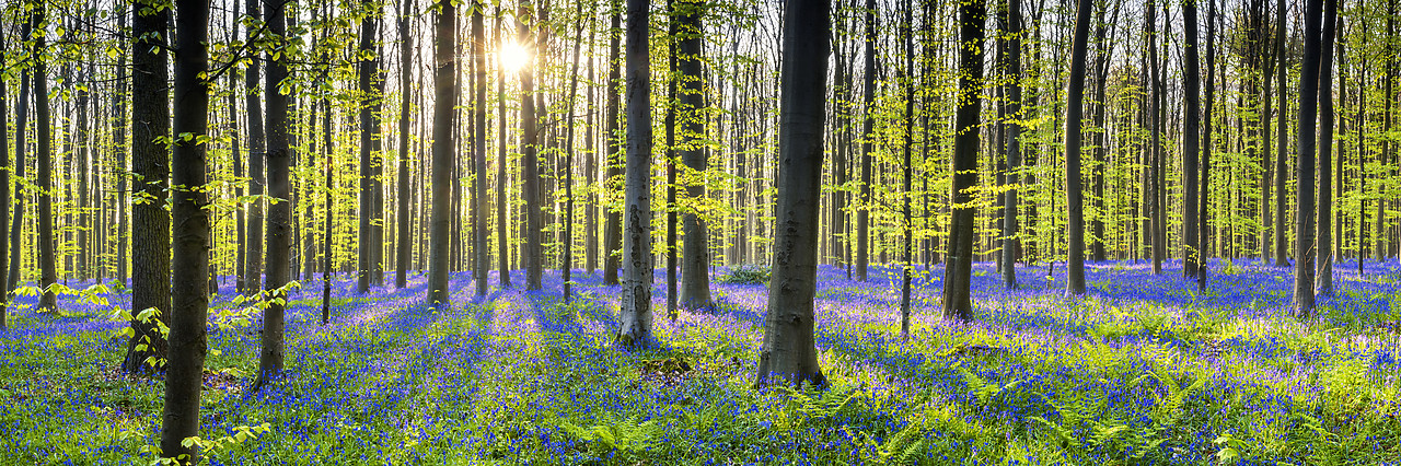 #170303-2 - Bluebell Flowers (Hyacinthoides non-scripta) Carpet Hardwood Beech Forest,  Hallerbos Forest, Belgium