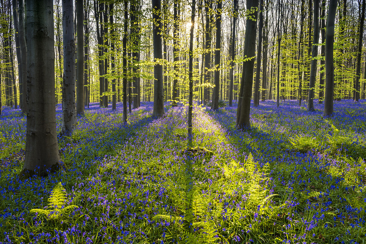 #170304-1 - Bluebell Flowers (Hyacinthoides non-scripta) Carpet Hardwood Beech Forest,  Hallerbos Forest, Belgium