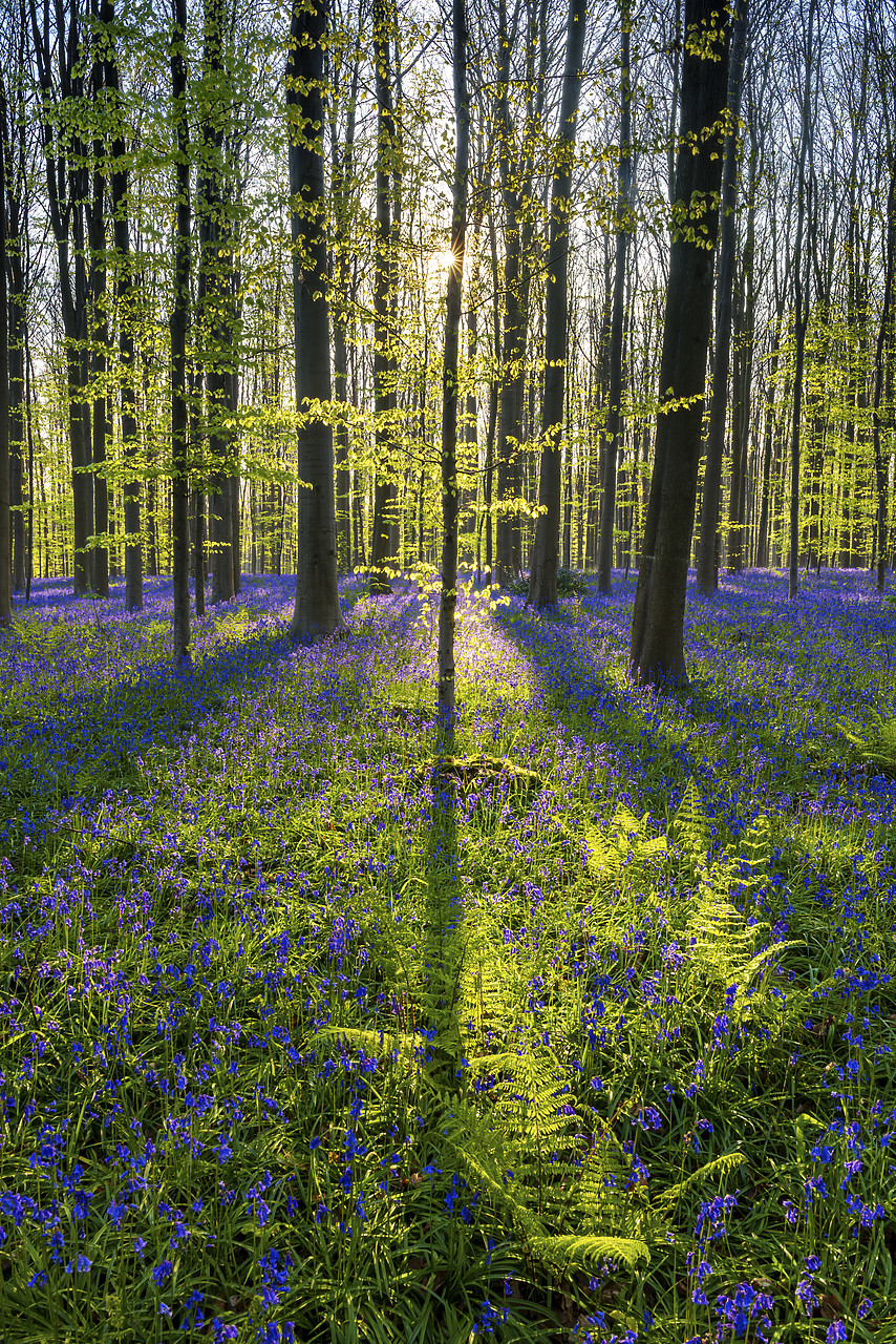 #170304-2 - Bluebell Flowers (Hyacinthoides non-scripta) Carpet Hardwood Beech Forest,  Hallerbos Forest, Belgium