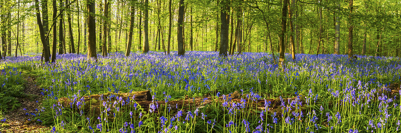 #170305-1 - Bluebell Flowers (Hyacinthoides non-scripta) Carpet Hardwood Beech Forest,  Hallerbos Forest, Belgium