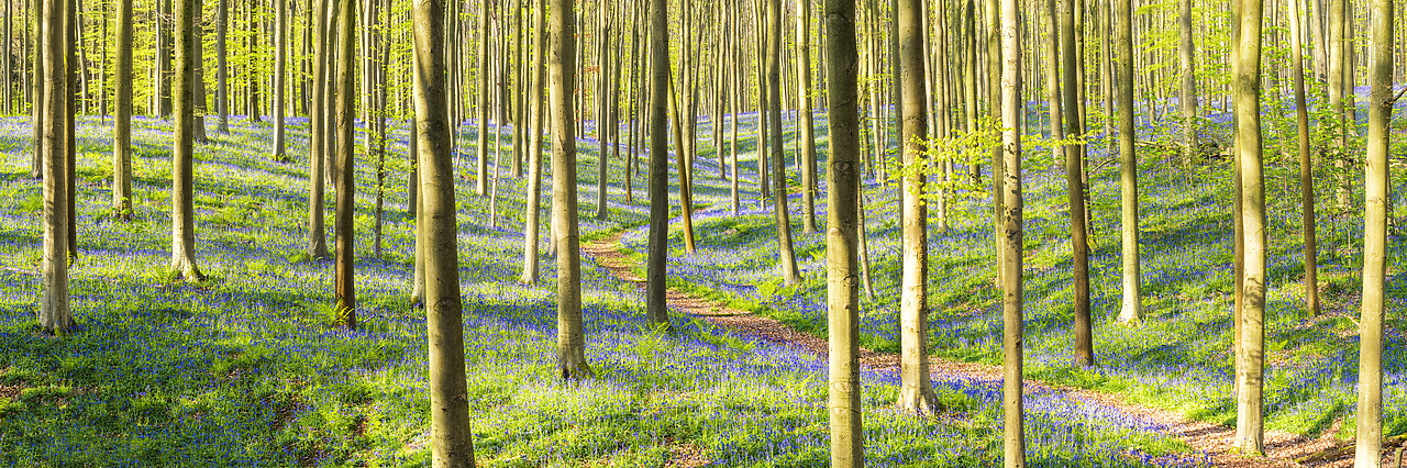 #170306-1 - Bluebell Flowers (Hyacinthoides non-scripta) Carpet Hardwood Beech Forest,  Hallerbos Forest, Belgium