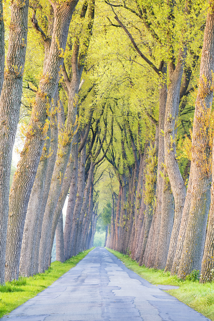 #170309-1 - Tree-lined Road, Damme, Belgium