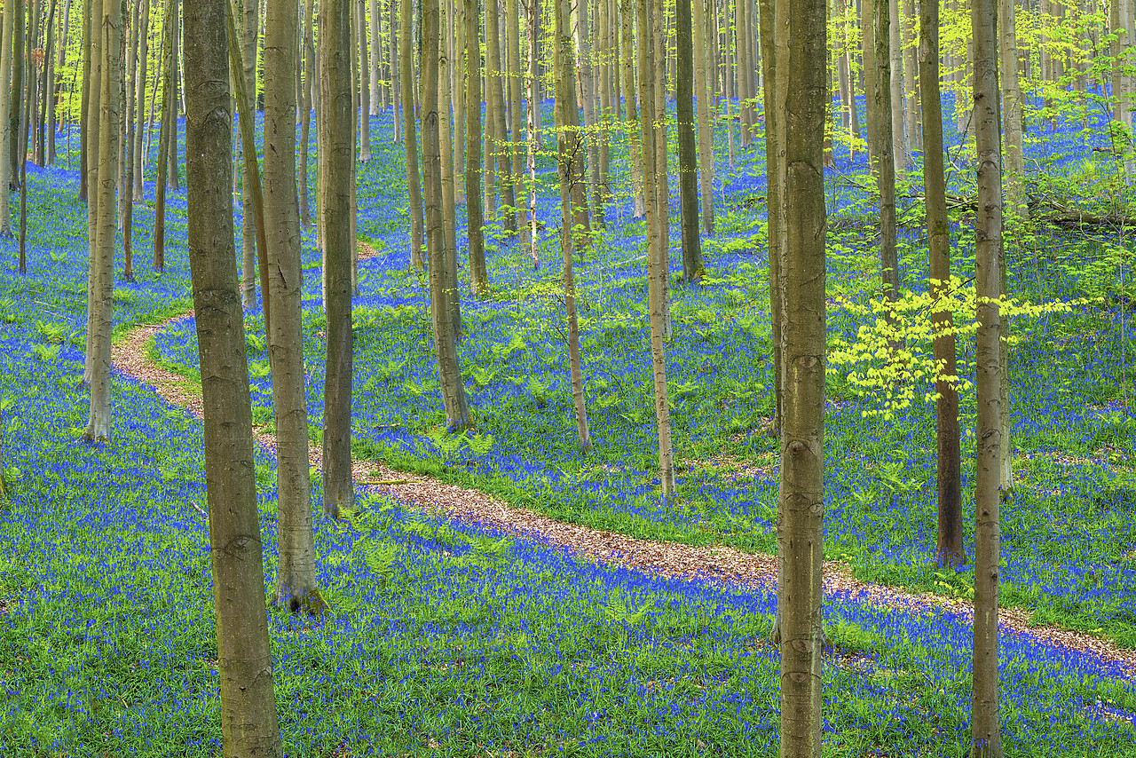 #170311-1 - Path through Bluebell Flowers (Hyacinthoides non-scripta) and Beech Forest,  Hallerbos Forest, Belgium