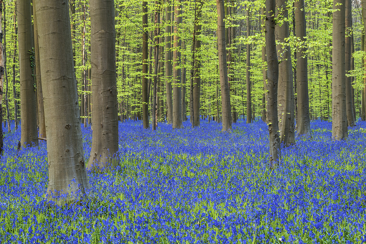 #170312-1 - Bluebell Flowers (Hyacinthoides non-scripta) Carpet Hardwood Beech Forest,  Hallerbos Forest, Belgium