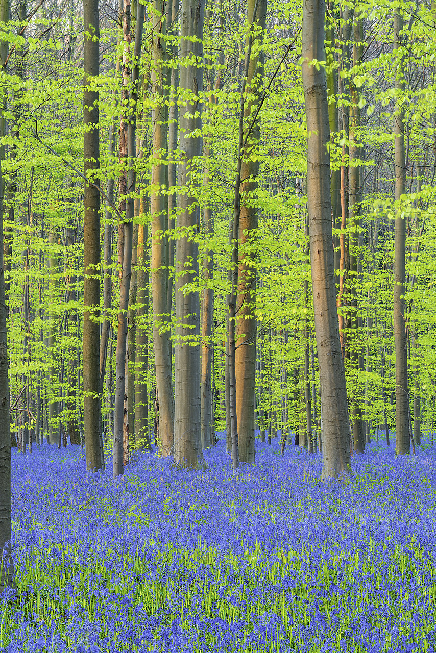 #170313-1 - Bluebell Flowers (Hyacinthoides non-scripta) Carpet Hardwood Beech Forest,  Hallerbos Forest, Belgium