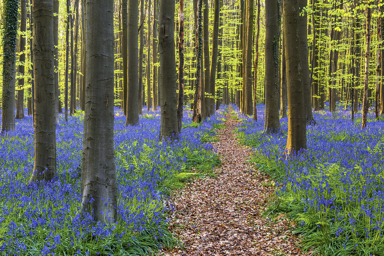 #170314-1 - Path through Bluebell Flowers (Hyacinthoides non-scripta) and Beech Forest,  Hallerbos Forest, Belgium