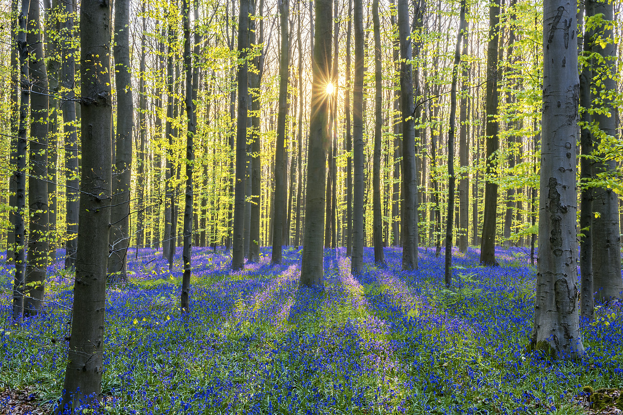 #170315-1 - Bluebell Flowers (Hyacinthoides non-scripta) Carpet Hardwood Beech Forest,  Hallerbos Forest, Belgium