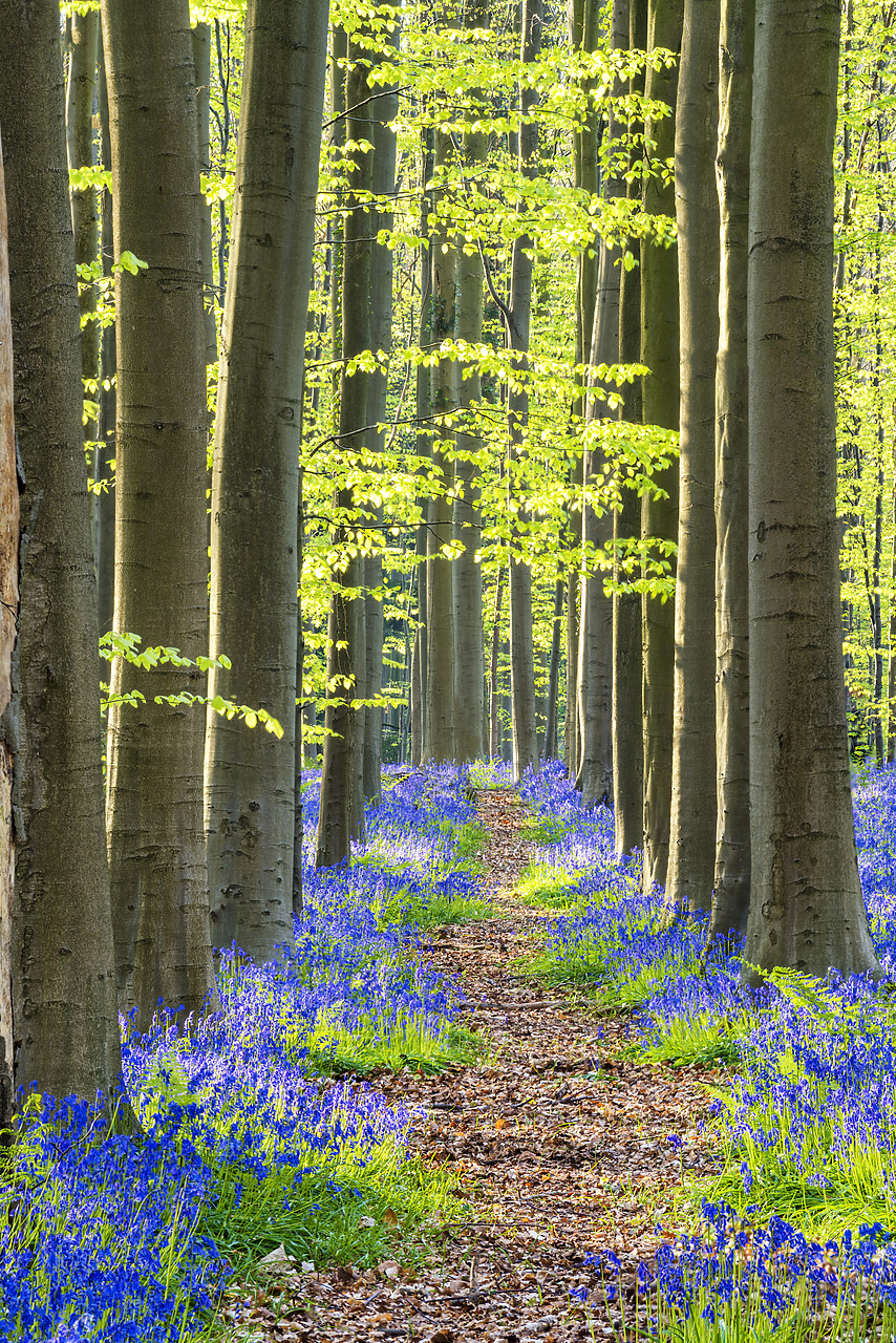 #170316-1 - Path through Bluebell Flowers (Hyacinthoides non-scripta) and Beech Forest,  Hallerbos Forest, Belgium