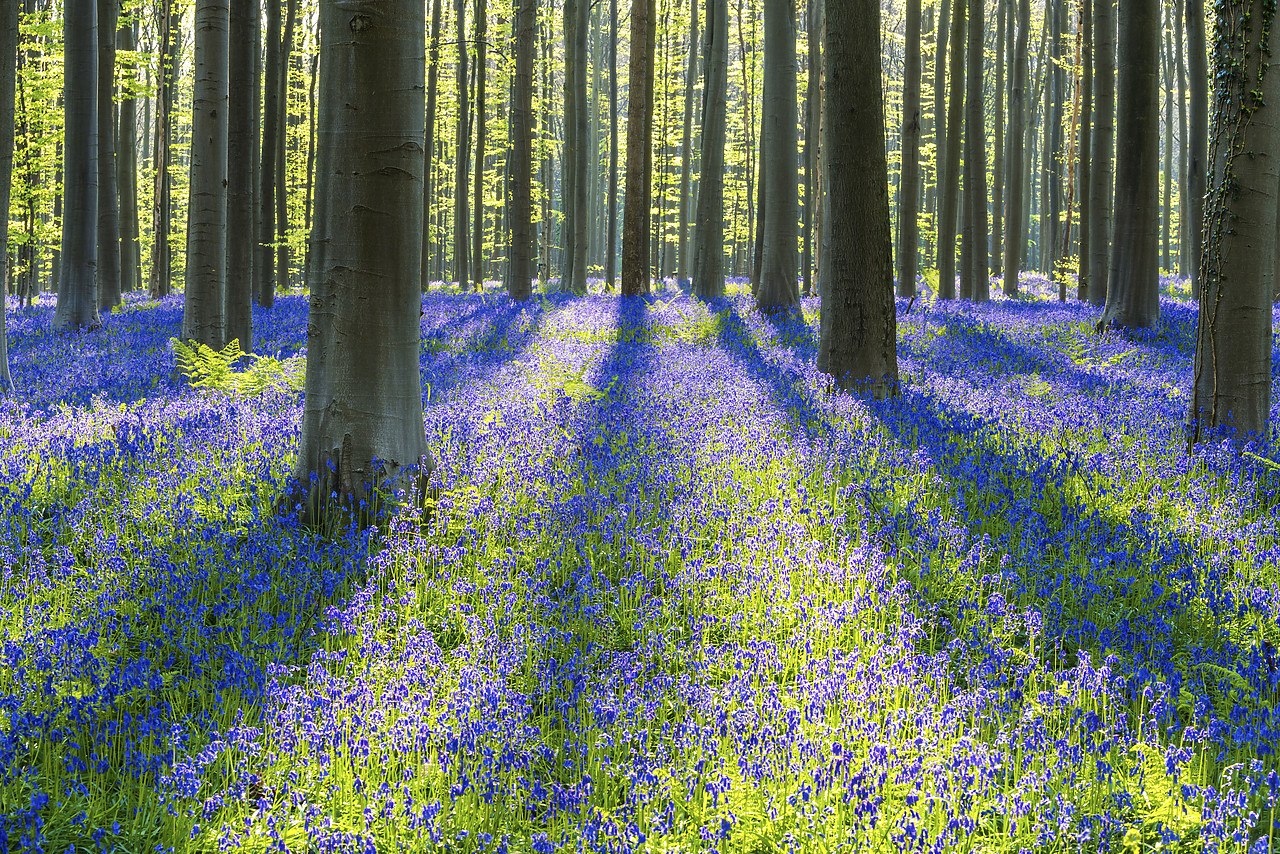 #170317-1 - Bluebell Flowers (Hyacinthoides non-scripta) Carpet Hardwood Beech Forest,  Hallerbos Forest, Belgium