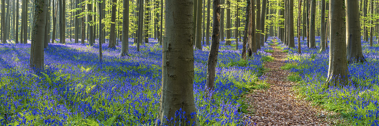 #170318-1 - Path through Bluebell Flowers (Hyacinthoides non-scripta) and Beech Forest,  Hallerbos Forest, Belgium