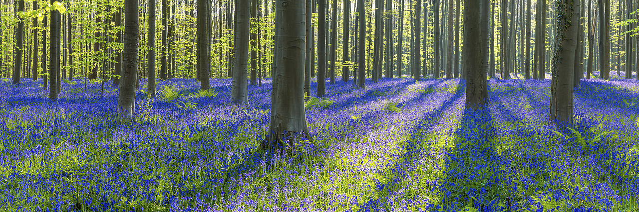 #170319-1 - Bluebell Flowers (Hyacinthoides non-scripta) Carpet Hardwood Beech Forest,  Hallerbos Forest, Belgium