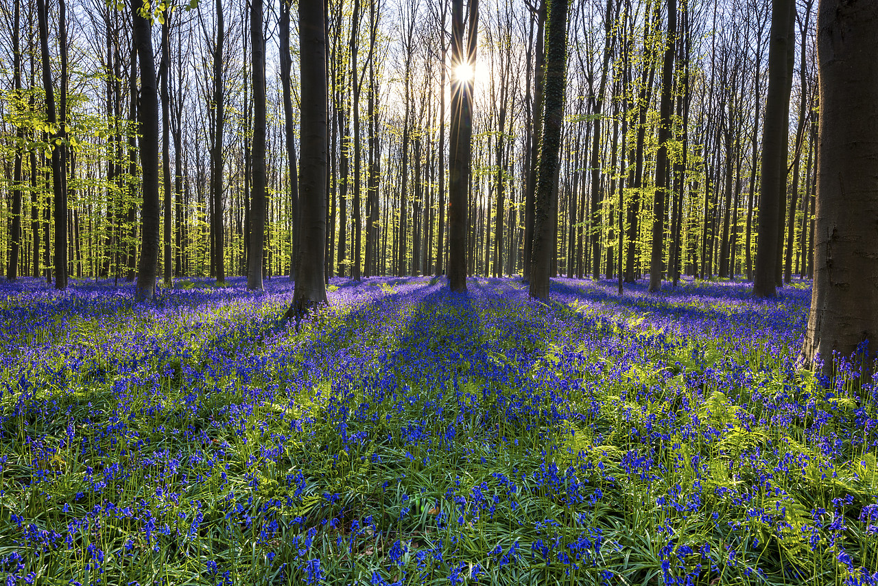 #170320-1 - Bluebell Flowers (Hyacinthoides non-scripta) Carpet Hardwood Beech Forest,  Hallerbos Forest, Belgium