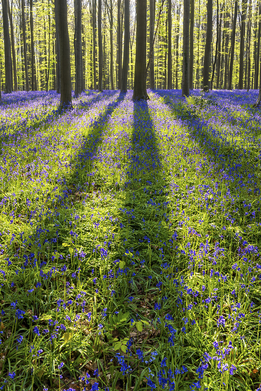 #170321-1 - Bluebell Flowers (Hyacinthoides non-scripta) Carpet Hardwood Beech Forest,  Hallerbos Forest, Belgium