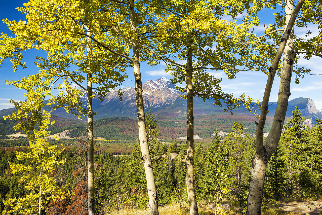 #170353-1 - Pyramid Mountain Through Aspen Trees, Jasper National Park, Alberta, Canada