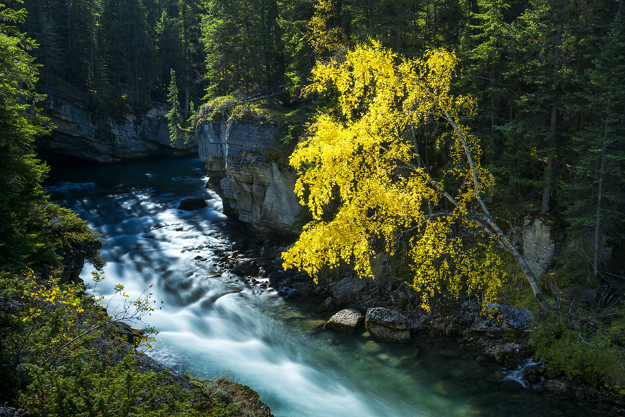 #170354-1 - Autumn Aspen Tree Along Maligne River, Jasper National Park, Alberta, Canada