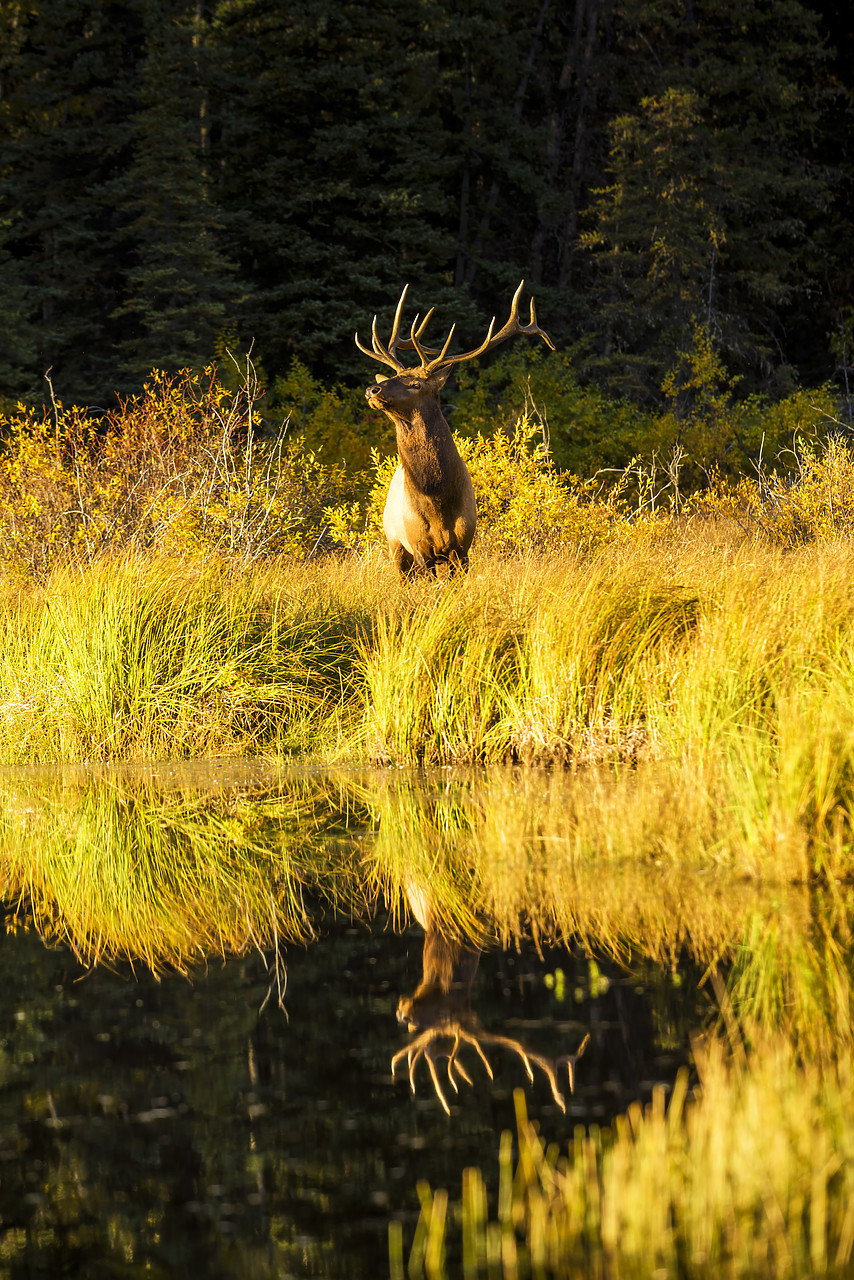 #170355-1 - Bull Elk Reflection, Jasper National Park, Alberta, Canada