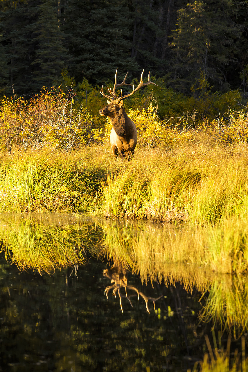 #170356-1 - Bull Elk Reflection, Jasper National Park, Alberta, Canada