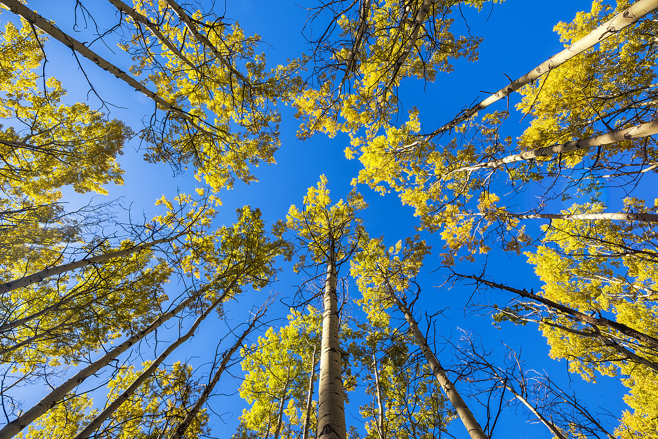 #170370-1 - Towering Aspen Trees in Autumn, Jasper National Park, Alberta, Canada