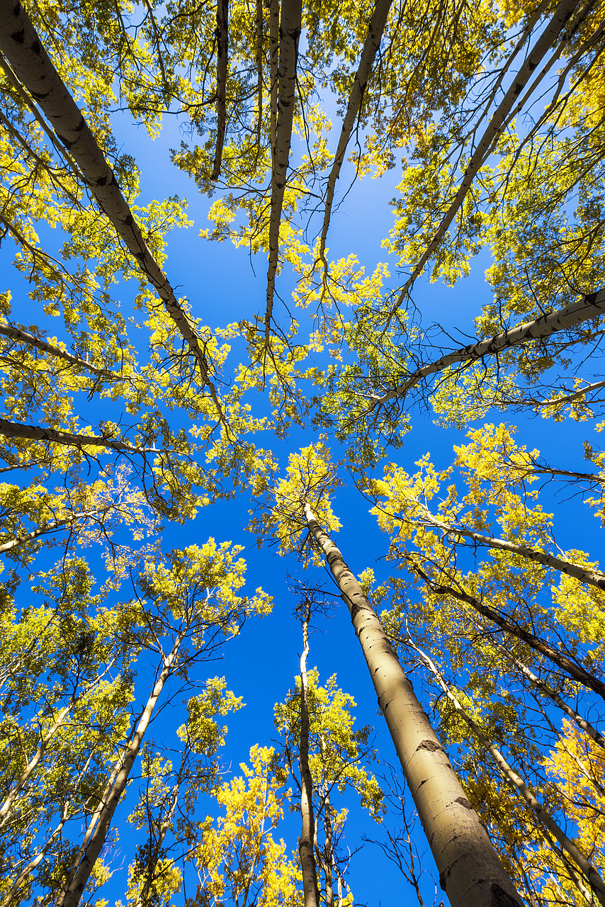 #170370-2 - Towering Aspen Trees in Autumn, Jasper National Park, Alberta, Canada