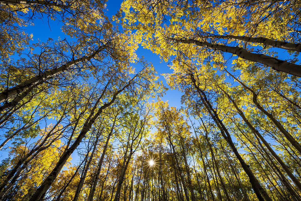 #170371-1 - Towering Aspen Trees in Autumn, Jasper National Park, Alberta, Canada