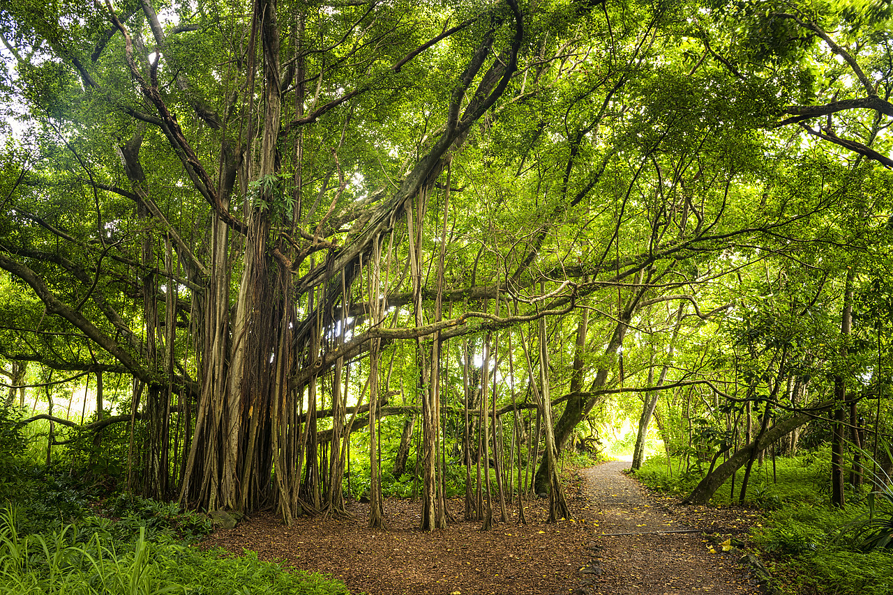 #170415-1 - Path by Banyan Tree, Haleakala National Park, Maui, Hawaii, USA