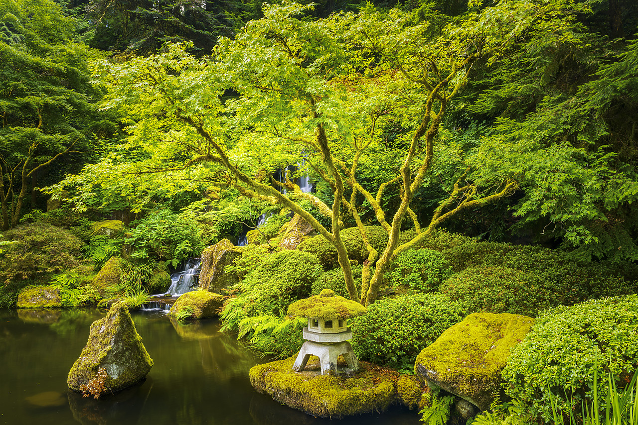 #170434-1 - Maple Tree in Japanese Garden, Portland, Oregon, USA