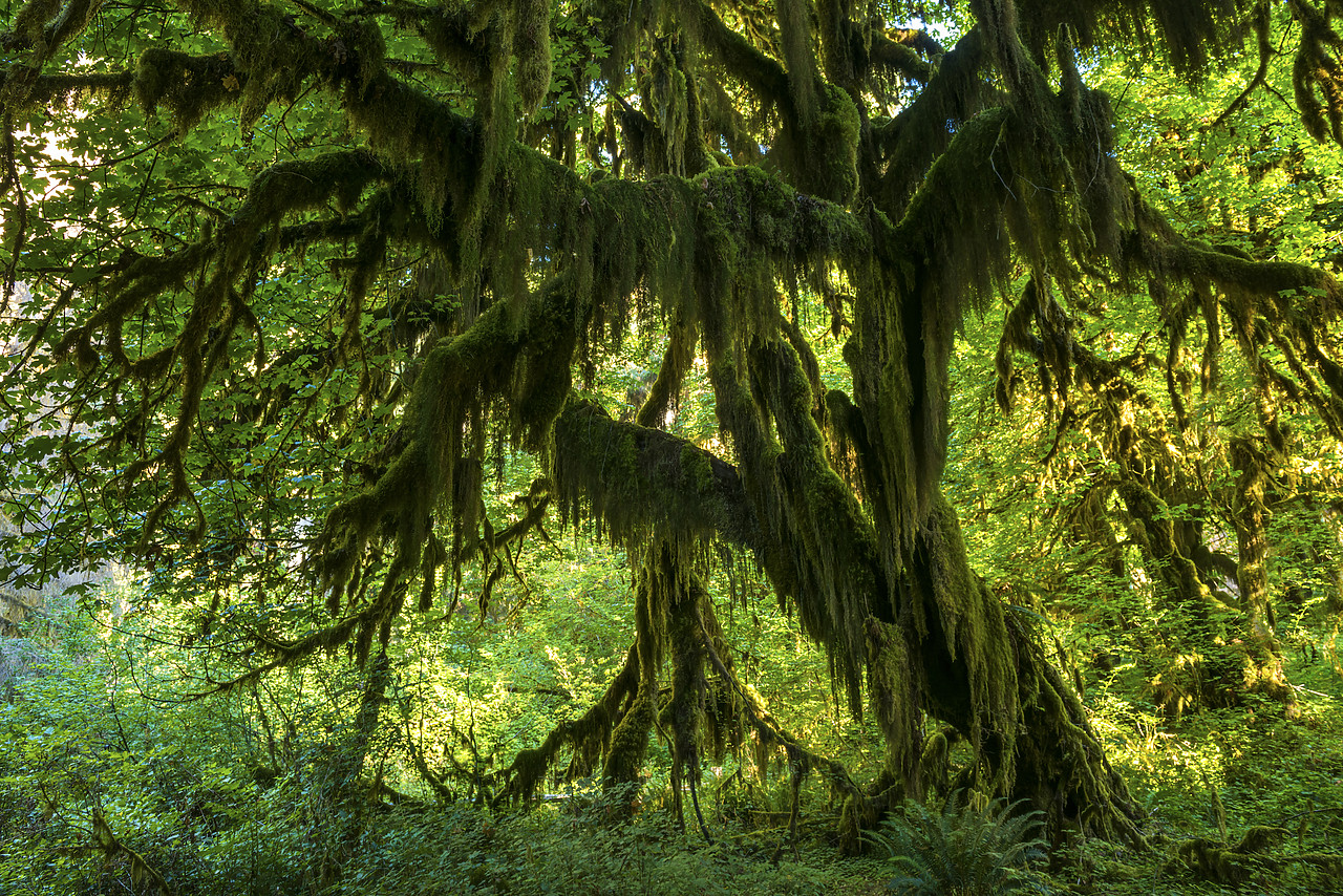 #170436-1 - Hoh Rain Forest, Olympic National Park, Washington, USA