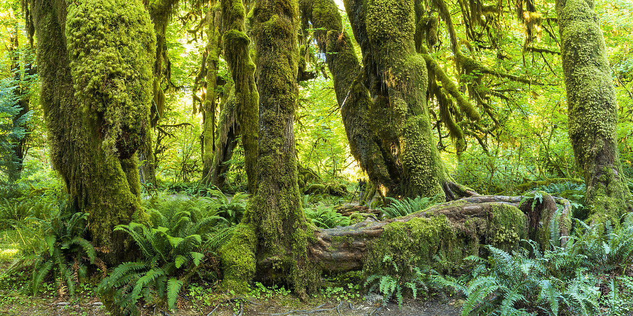 #170437-1 - Hoh Rain Forest, Olympic National Park, Washington, USA