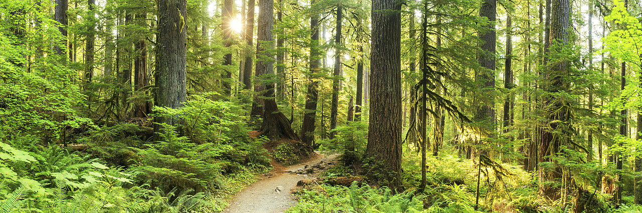 #170443-1 - Path Through Forest, Sol Duc, Olympic National Park, Washington, USA