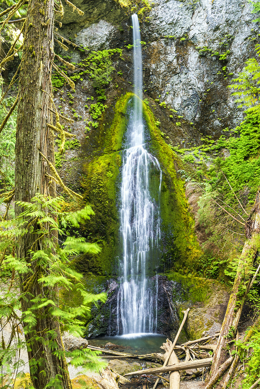 #170444-1 - Marymere Falls, Olympic National Park, Washington, USA