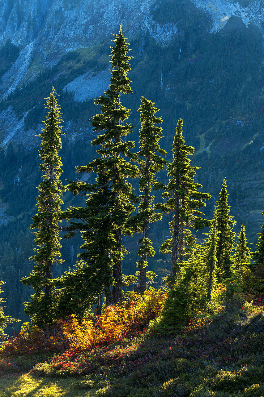Backlit Pine Trees, Mt. Baker-Snoqualmie National Forest, Washington State,  USA