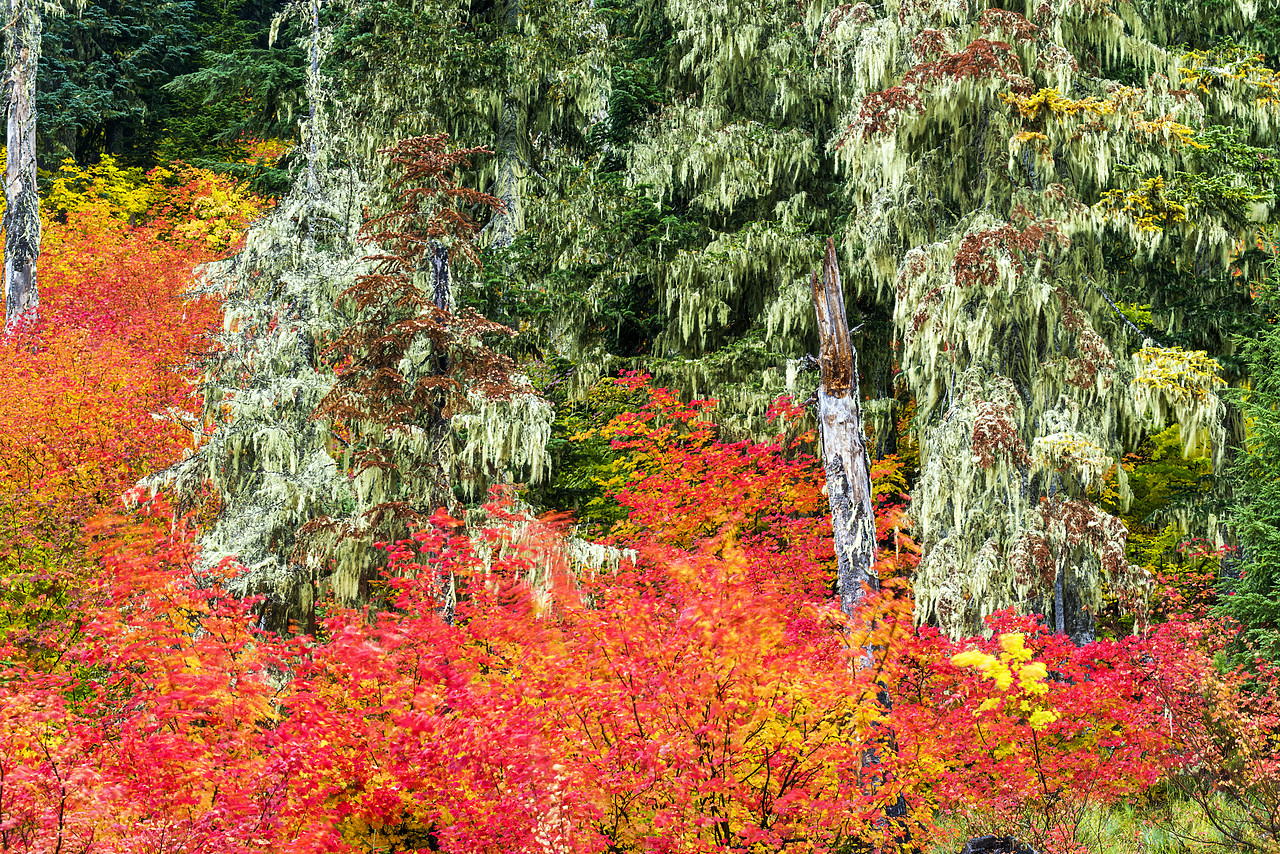 #170506-1 - Vine Maples in Autumn, Mt. Hood National Forest, Oregon, USA