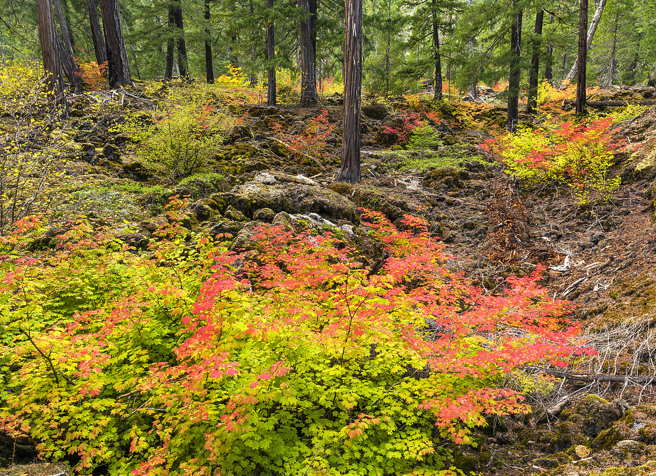 #170524-1 - Vine Maples in Autumn, Willamette National Forest, Oregon, USA