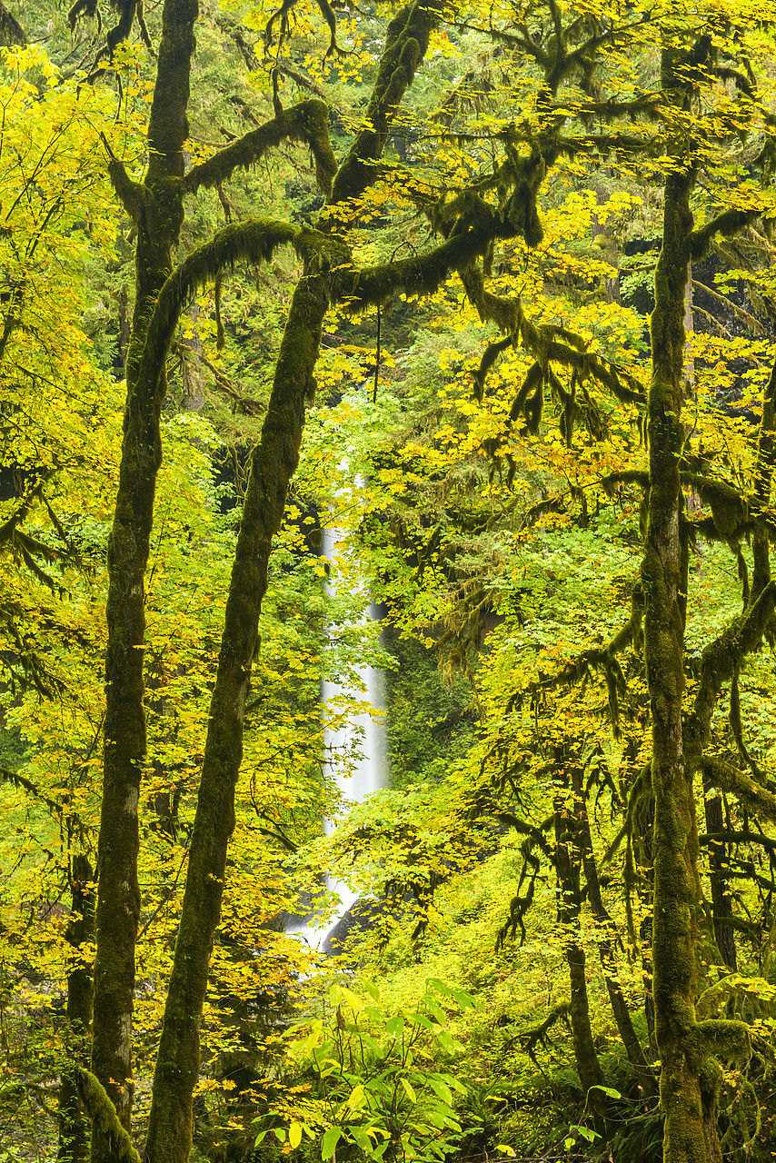 #170572-1 - North Falls in Autumn, Silver Falls State Park, Oregon, USA