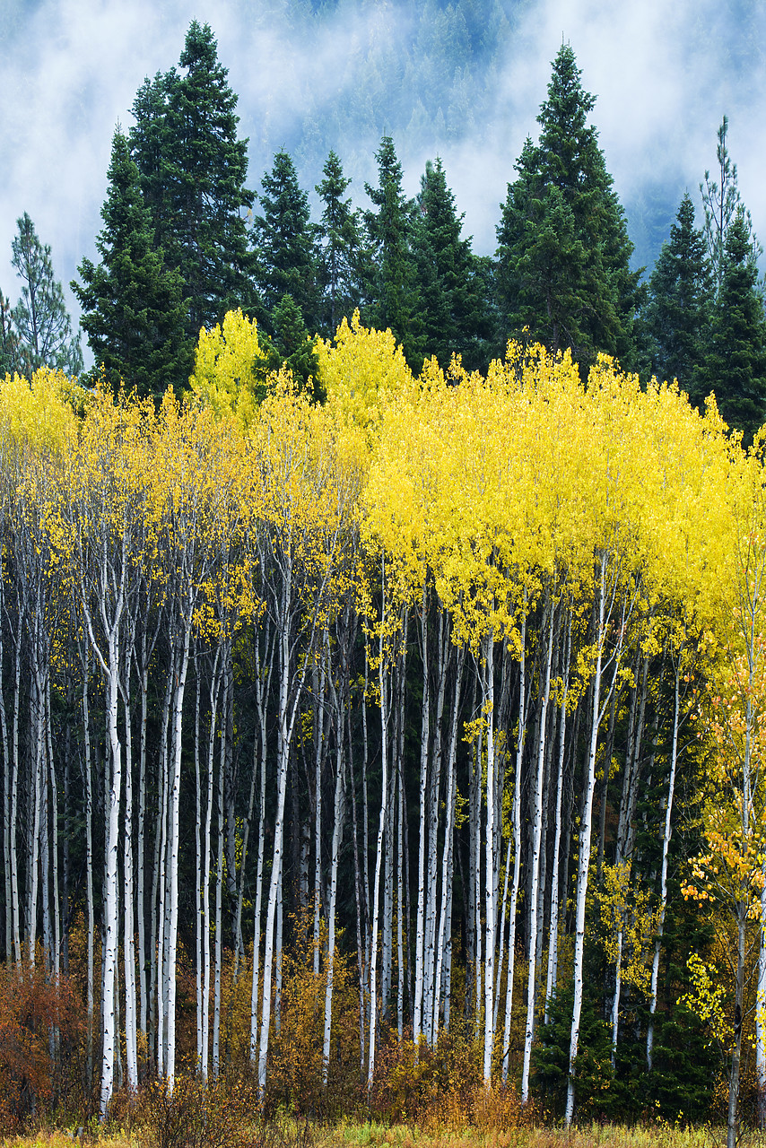 #170574-1 - Aspens in Autumn, Wenatchee National Forest, Washington, USA