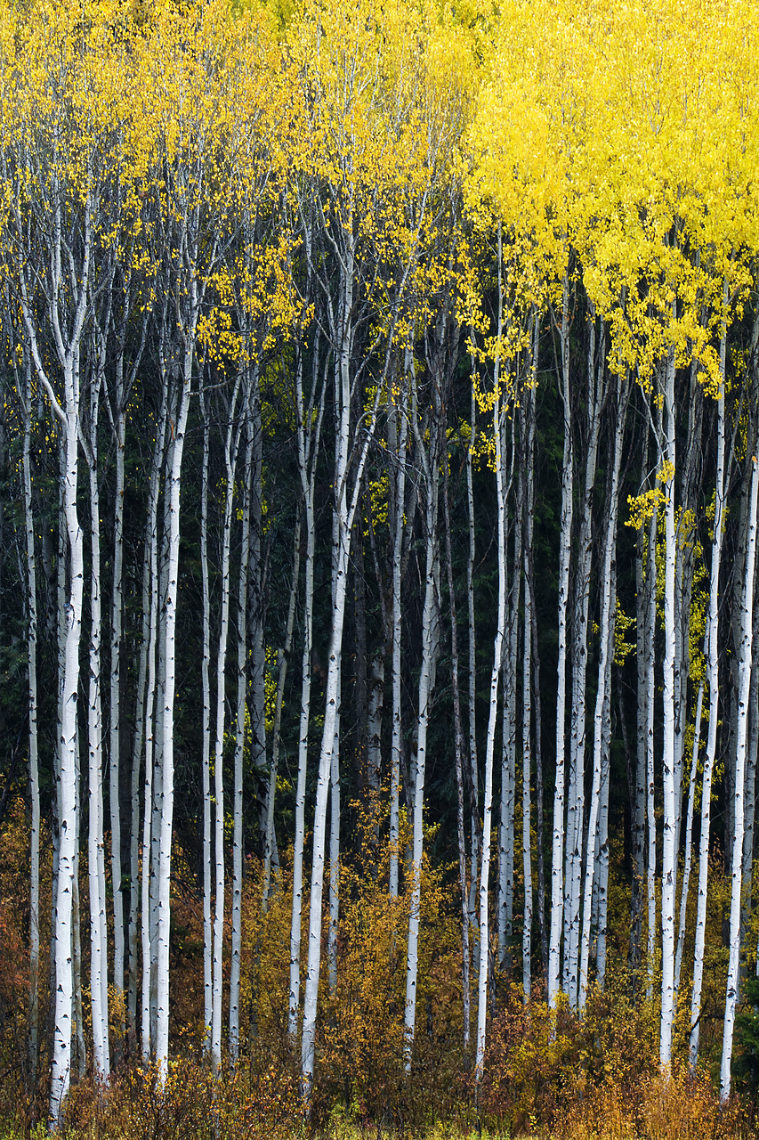 #170575-1 - Aspens in Autumn, Wenatchee National Forest, Washington, USA