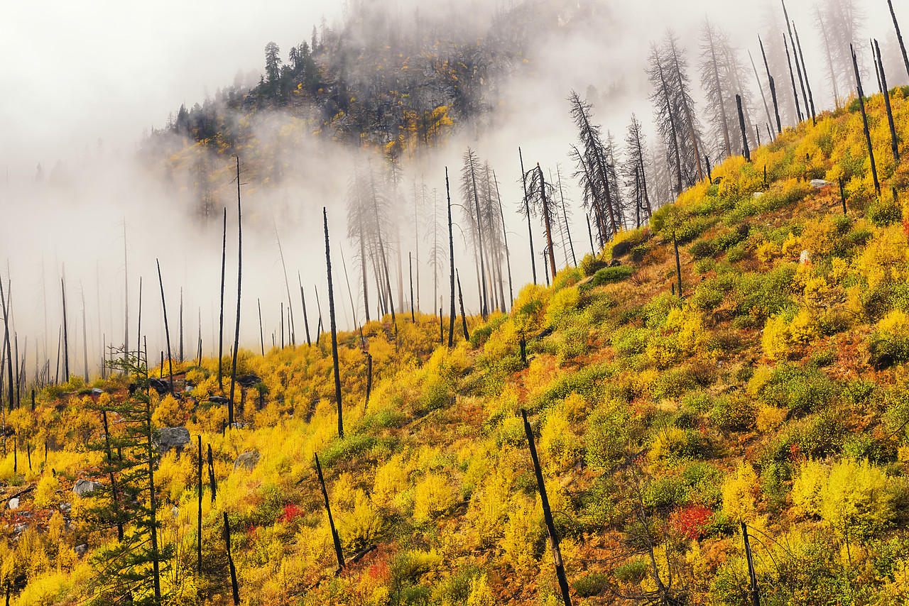 #170578-1 - Autumn Mist, Wenatchee National Forest, Washington, USA