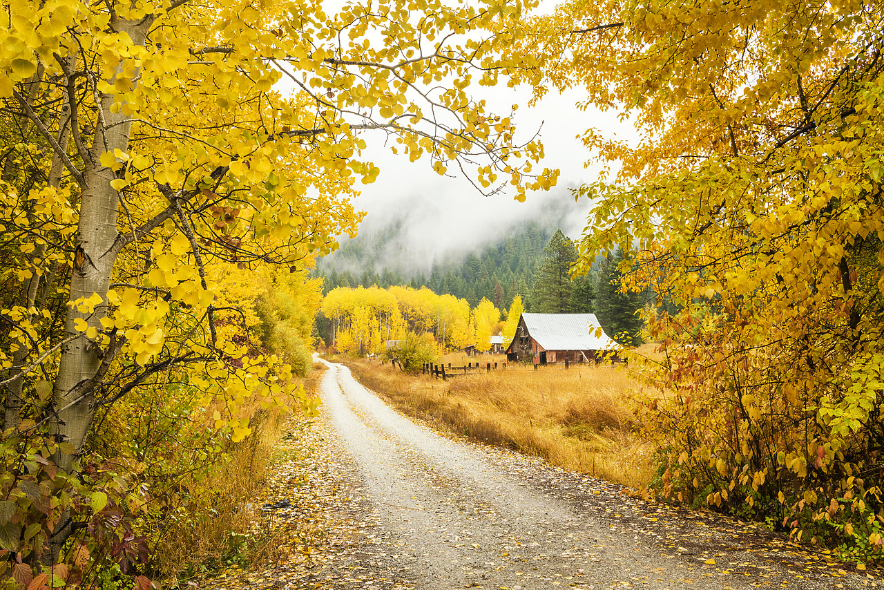 #170579-2 - Old Barn in Autumn, Wenatchee National Forest, Washington, USA