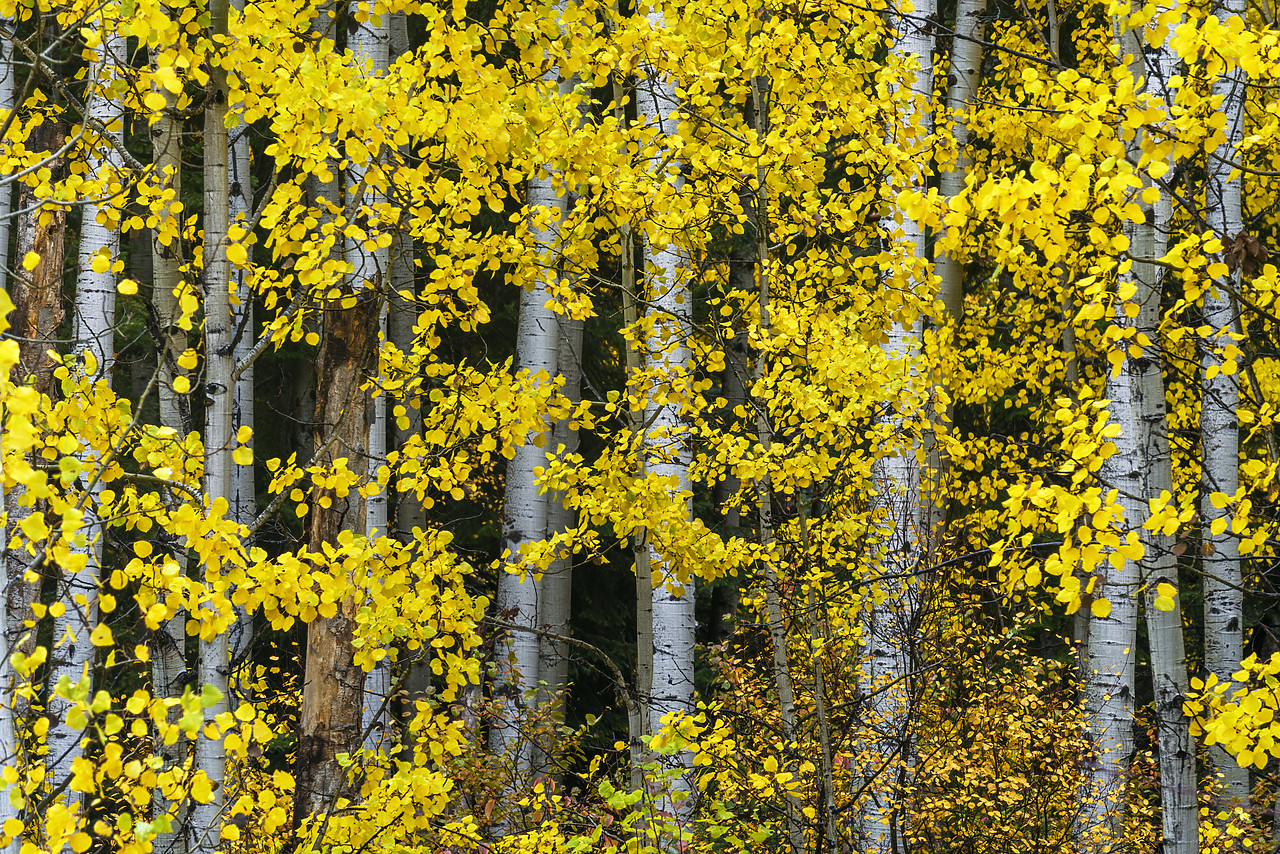 #170582-1 - Aspen Trees in Autumn, Wenatchee National Forest, Washington, USA
