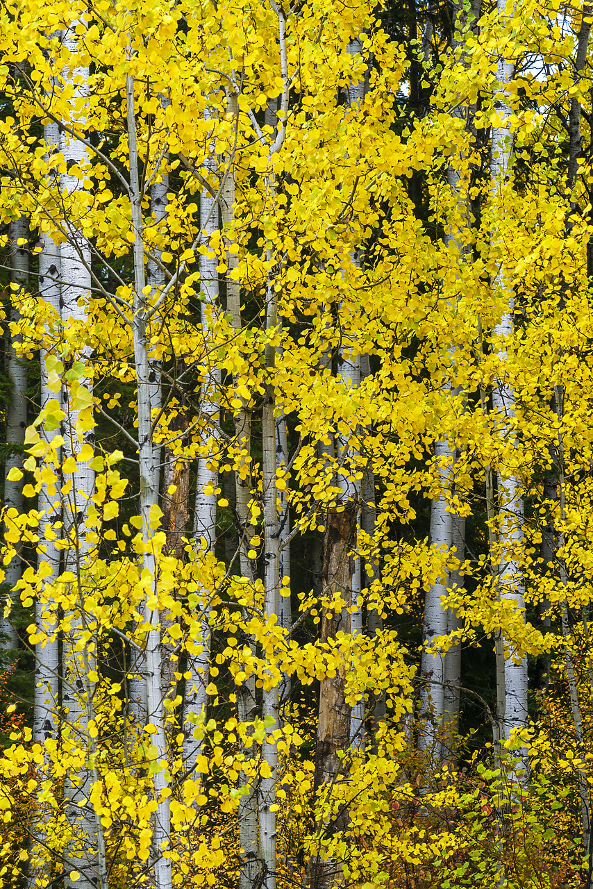 #170582-2 - Aspen Trees in Autumn, Wenatchee National Forest, Washington, USA